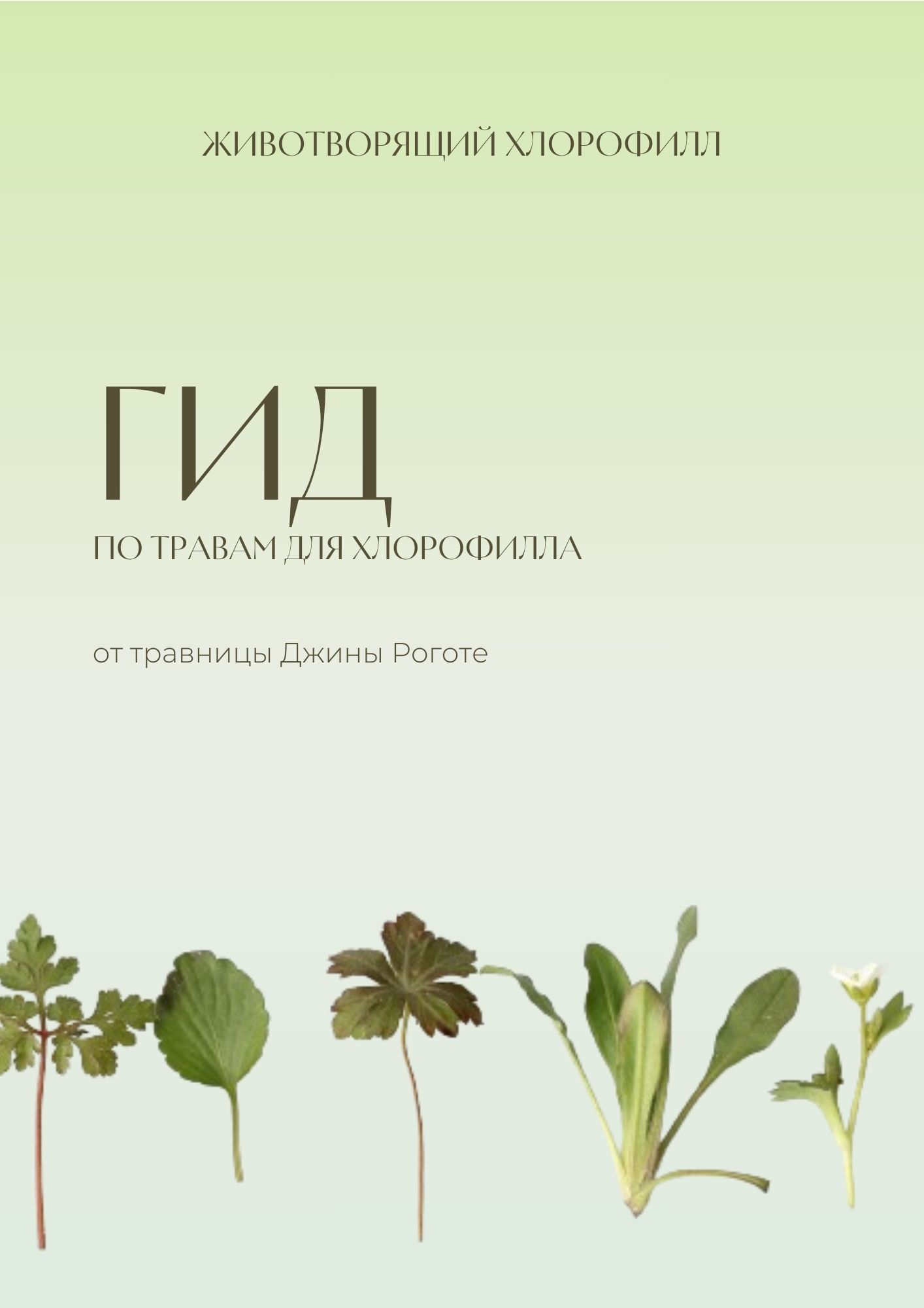 Гид по травам для хлорофила обложка