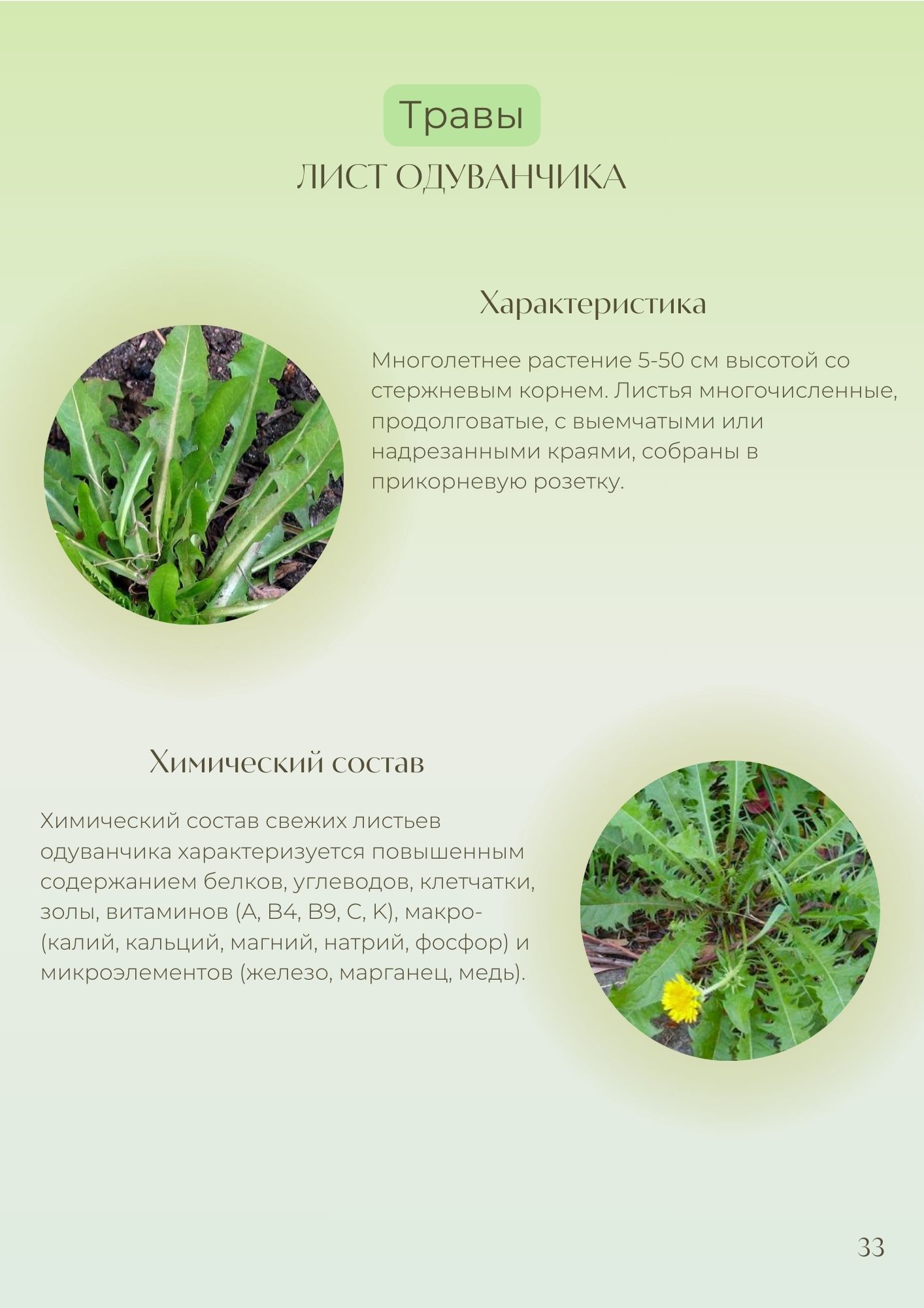 Гид по травам для хлорофилла - imagine 3